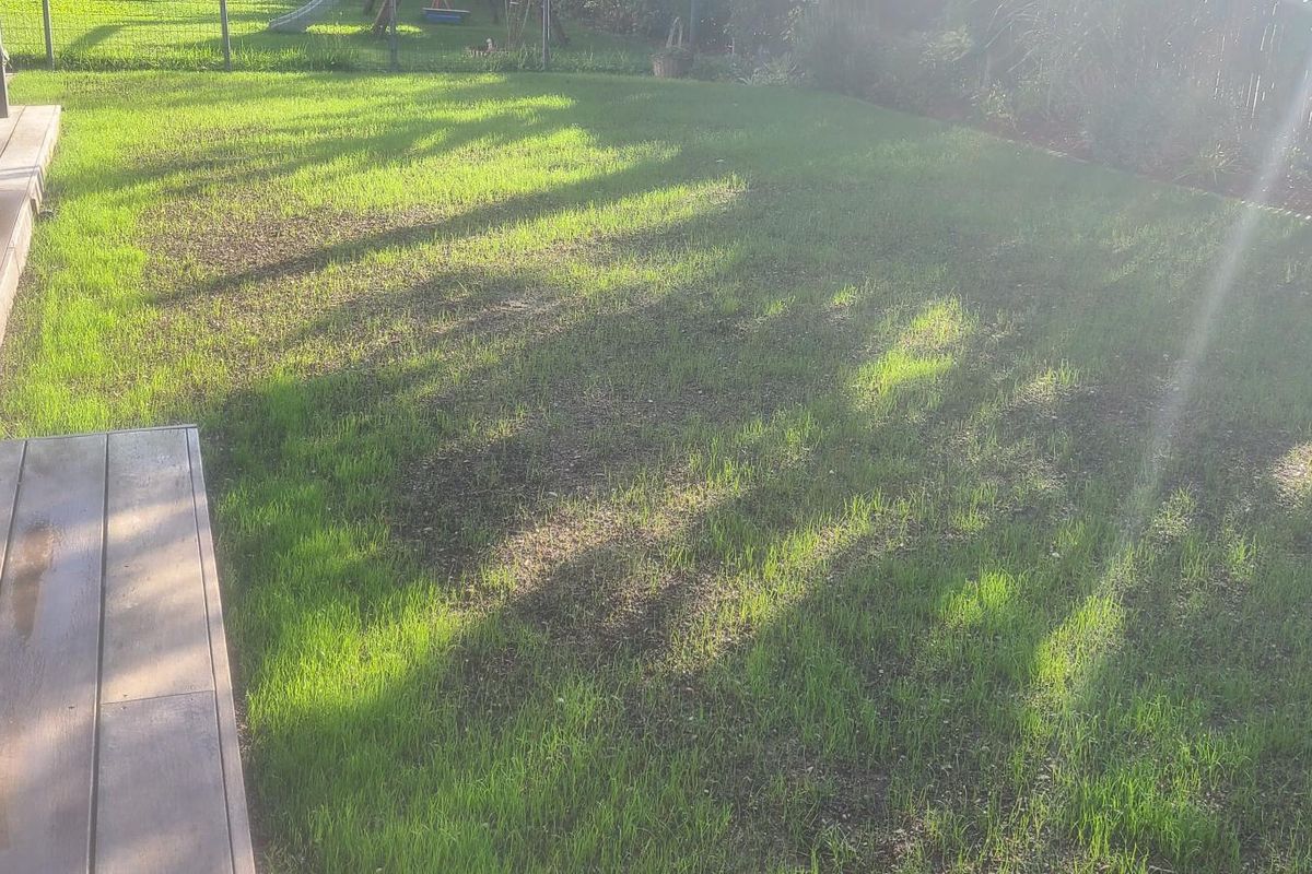 Pelouse clairsemée et irrégulière, avant la rénovation